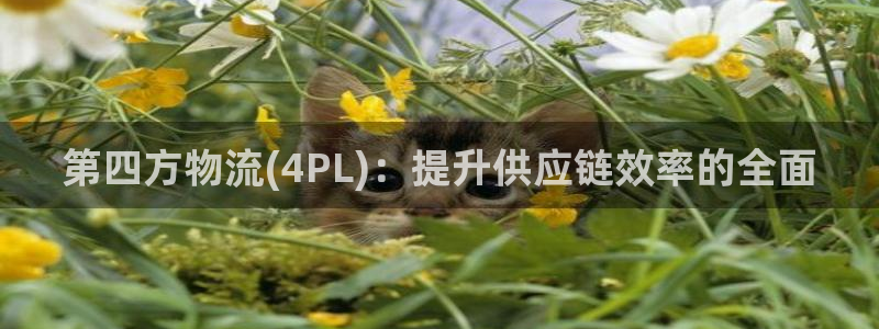 加拿大28圈是什么