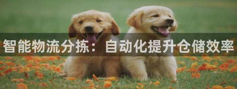 28圈黑钱：智能物流分拣：自动化提升