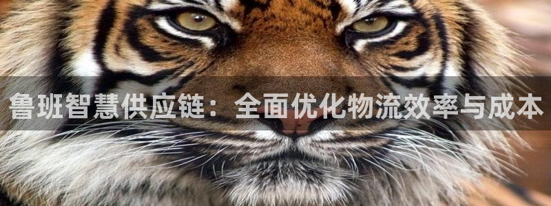 28圈官网版所有版本：鲁班智慧供应链：全面优化物流效率与成本